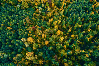 Aerial view of mountains covered with autumn forest