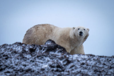 Polar bear stands behind ridge eyeing camera