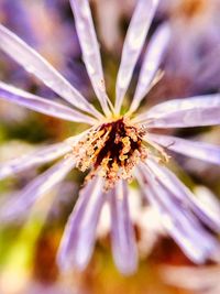 Close-up of flower blooming outdoors