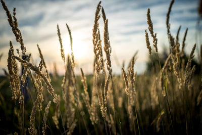 Crops growing on field against cloudy sky during sunset