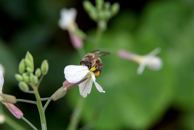 Close-up of bee pollinating on flower