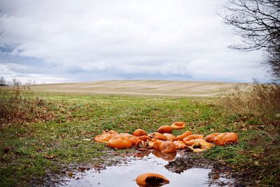 Rotten pumpkins on field against cloudy sky