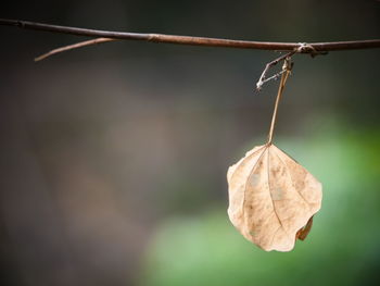 Close-up of dried leaf on twig