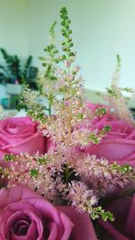 Close-up of pink flowers