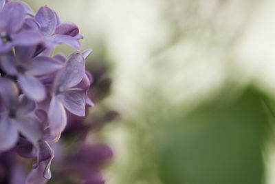 Close-up of flower against blurred background