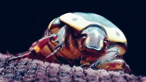 Close-up of turtle