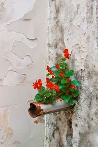 Close-up of plant against wall