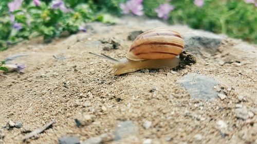 Close-up of snail on land