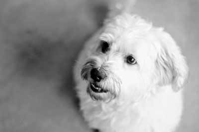 Close-up portrait of dog