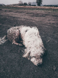 High angle view of dog resting on field