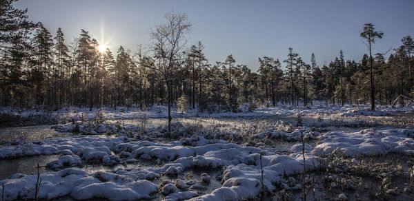 Frozen trees on field against sky during winter