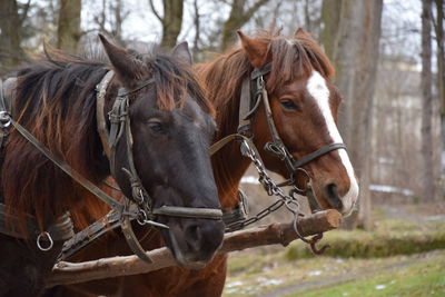 Horse standing on field