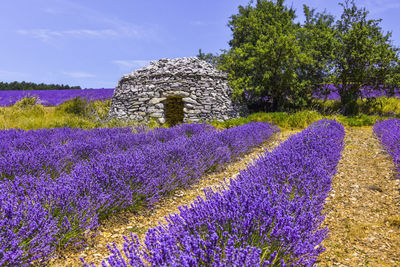 Purple flowering plants on field