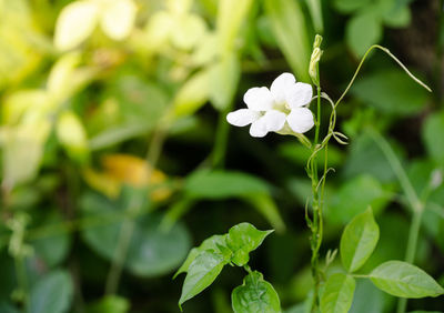 Close-up of white flowering plant