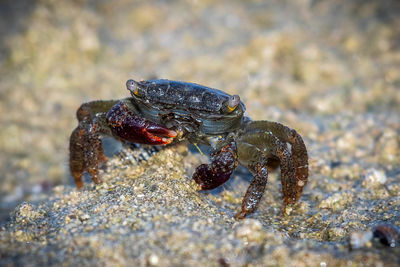 Close-up of crab on rock