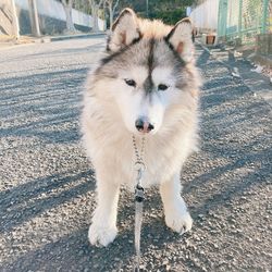 Portrait of dog standing on field