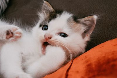 Close-up of kitten lying on sofa