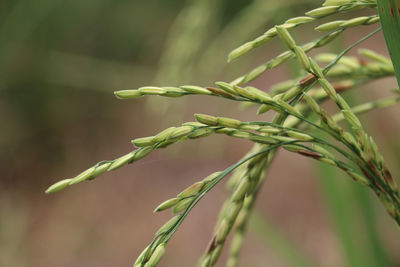 Close-up of cereal plants