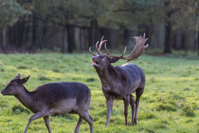 Deer on field in forest