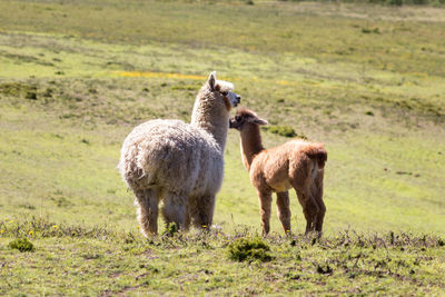 Sheep standing on field