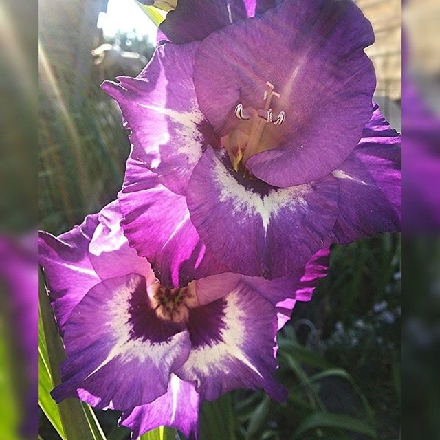 flower, petal, freshness, flower head, fragility, close-up, growth, beauty in nature, focus on foreground, single flower, blooming, pink color, purple, nature, plant, pollen, in bloom, day, outdoors, stamen