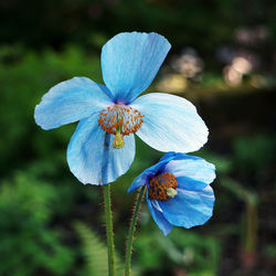 Close-up of blue flowering plant