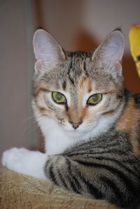 Close-up portrait of tabby cat