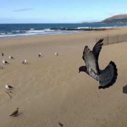 View of birds in water