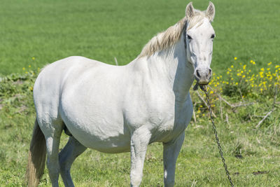 Horse standing on field