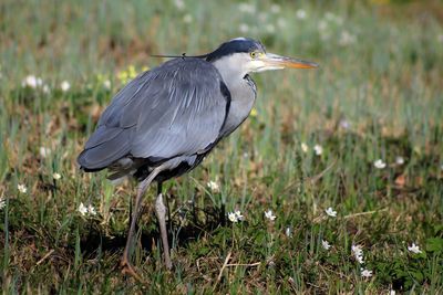 Side view of a bird on field