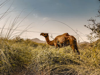 View of a grazing on field