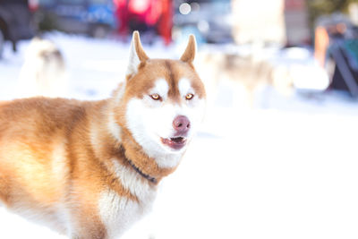 Close-up of dog