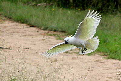 Close-up of seagull flying over grass