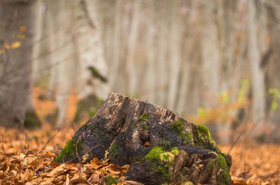 Close-up of tree trunk in forest