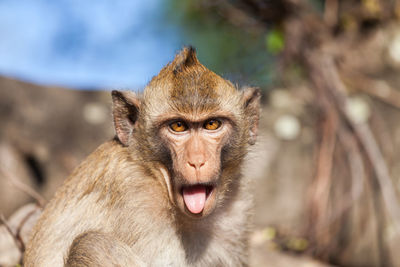 Close-up portrait of a monkey