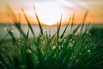 Close-up of grass on field during sunset