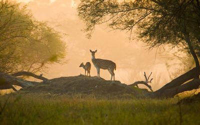 Photo of a deer and a fawn in a field at dawn