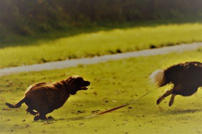 Dog on a field