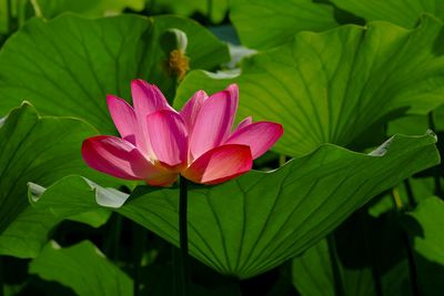 Close-up of pink lotus water lily