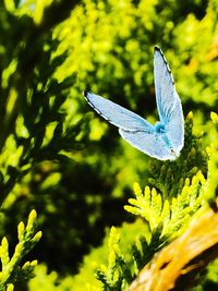 Close-up of butterfly on leaf