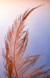 Close-up of stalks against sky during sunset