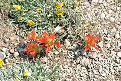 High angle view of orange flowering plant on field