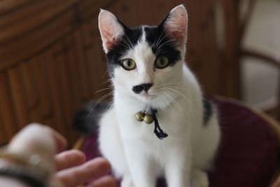 Close-up portrait of cat at home