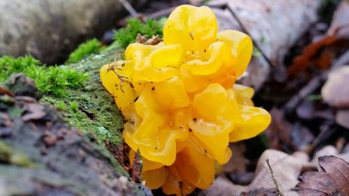 Close-up of yellow flowers