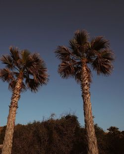 Low angle view of palm trees against clear sky