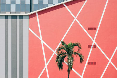 Red palm tree by building