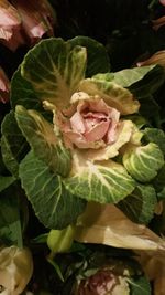Close-up of rose blooming outdoors