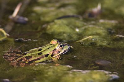 Close-up of frog floating on lake