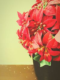 Close-up of red flowers