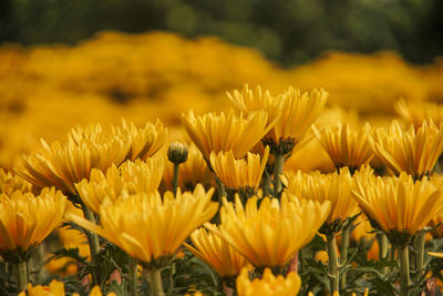 Close-up of honey bee on yellow flowering plant